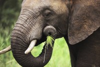 Elephant eating close-up